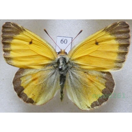 Colias erate (Esper, 1805) male Szlaczkoń erate Czech60